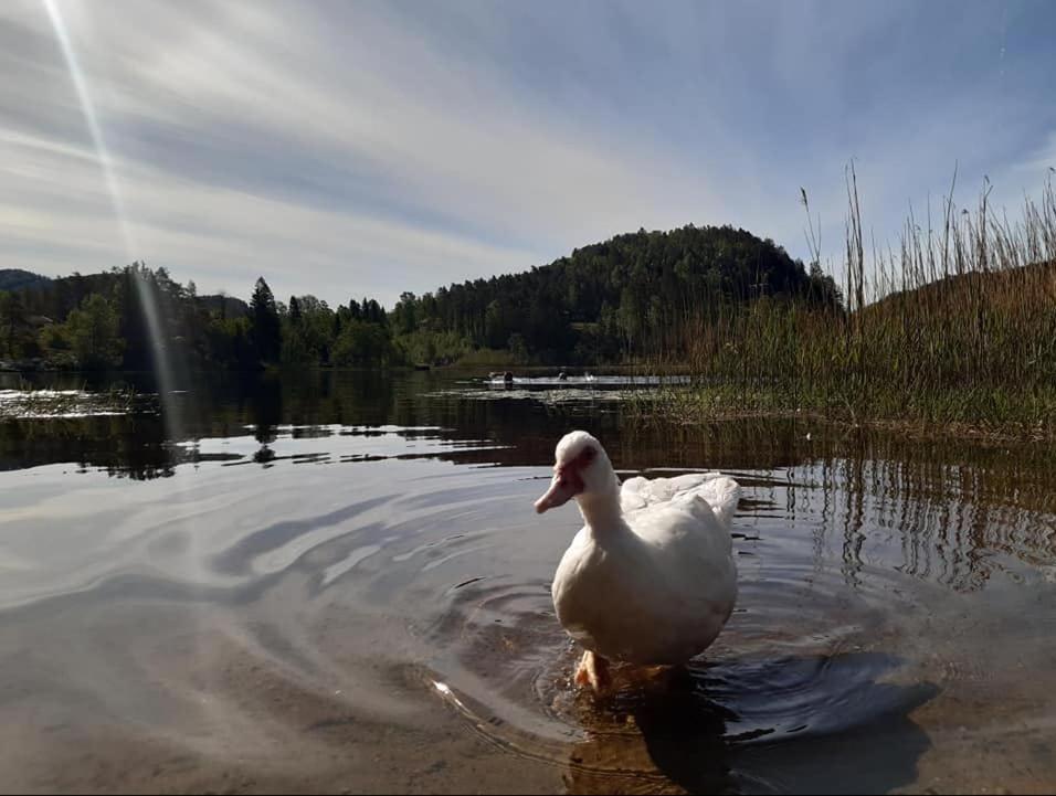 Svindland Camping Kvinesdal Exteriör bild